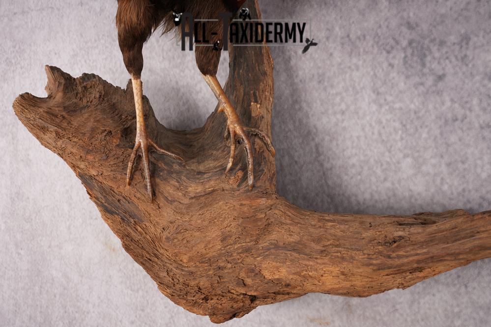 Ring Necked Pheasant Taxidermy Mount SKU 2673 - Image 4