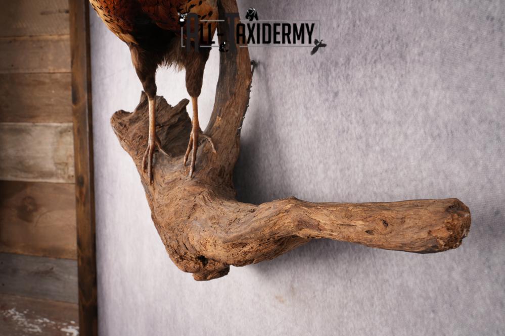 Ring Necked Pheasant Taxidermy Mount SKU 2673 - Image 3