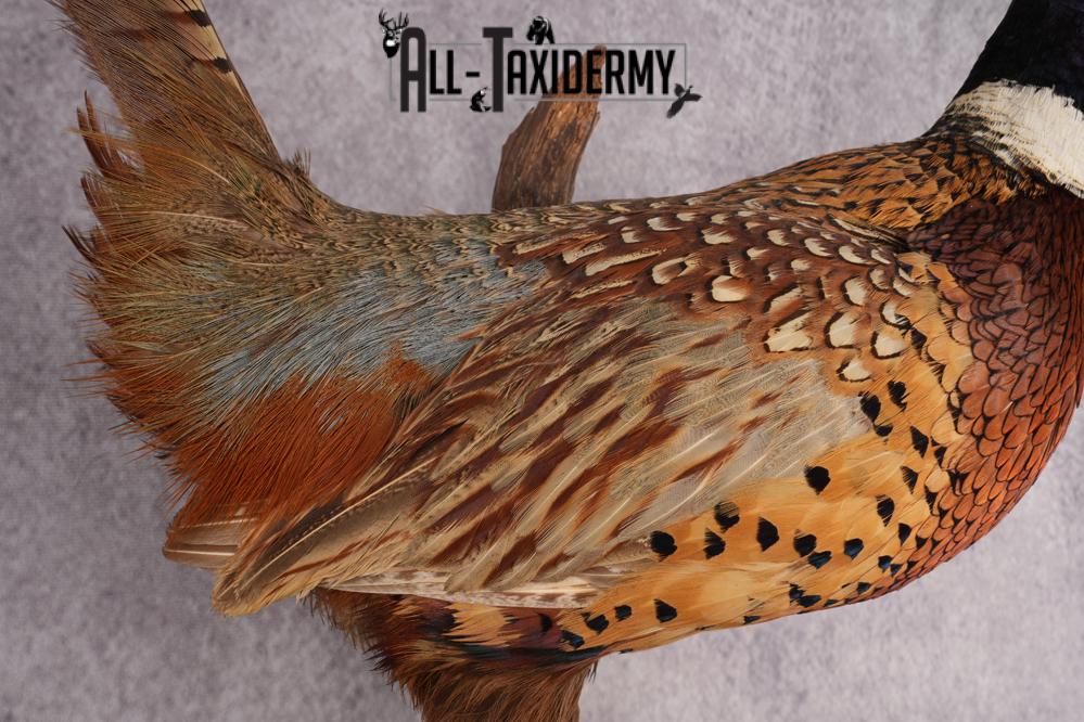 Ring Necked Pheasant Taxidermy Mount SKU 2673 - Image 2