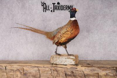 Ring Necked Pheasant Taxidermy Mount SKU 2666