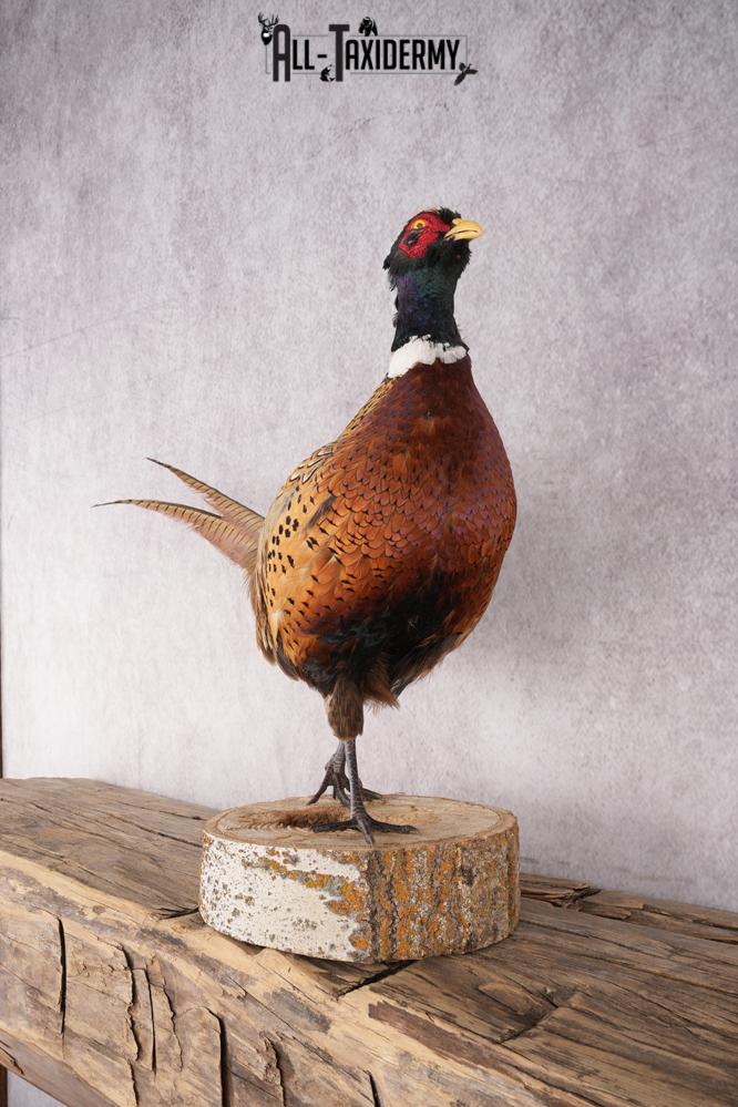Ring Necked Pheasant Taxidermy Mount SKU 2666 - Image 8