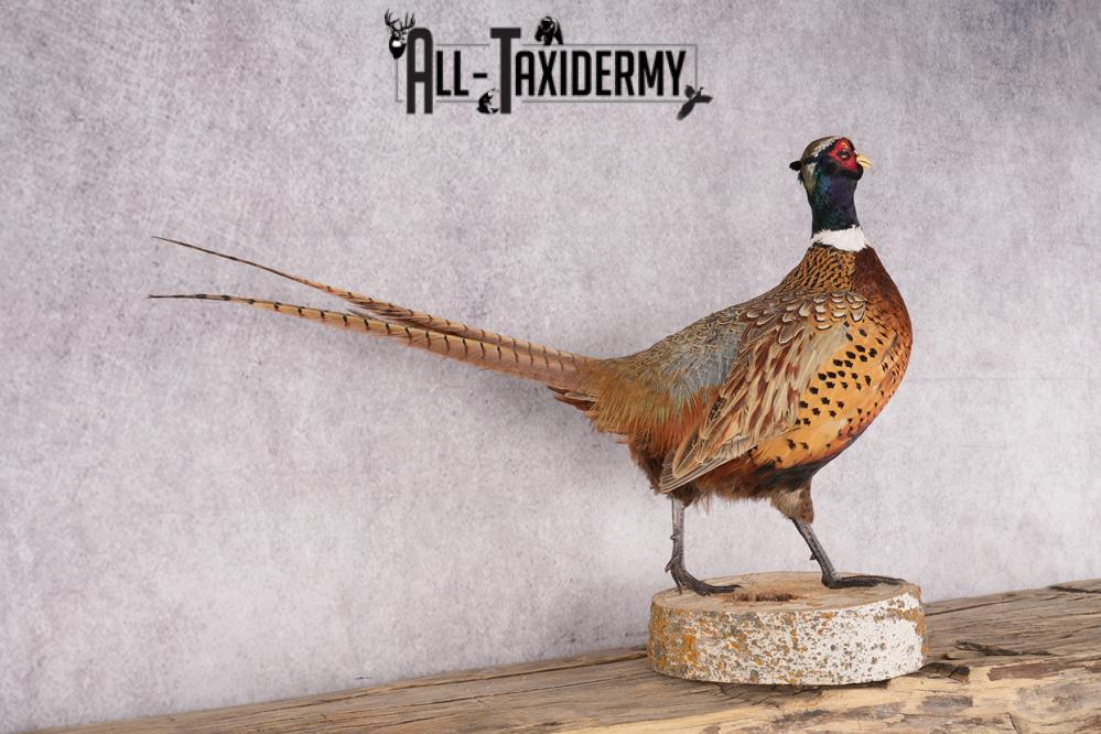 Ring Necked Pheasant Taxidermy Mount SKU 2666 - Image 3