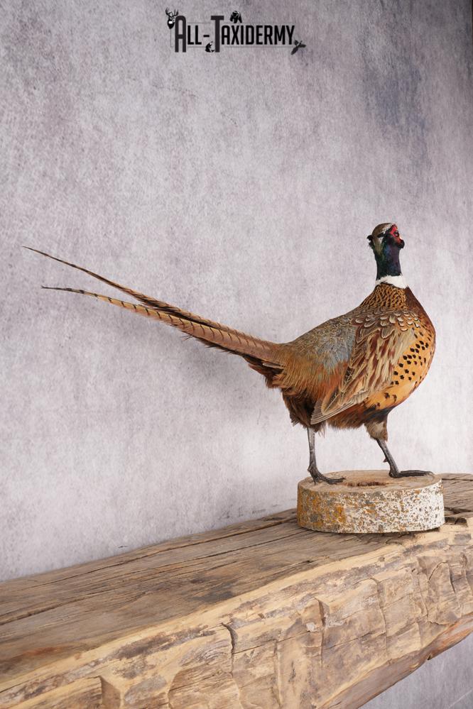 Ring Necked Pheasant Taxidermy Mount SKU 2666 - Image 6