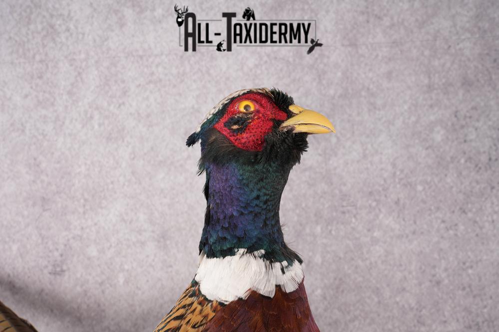 Ring Necked Pheasant Taxidermy Mount SKU 2666 - Image 5