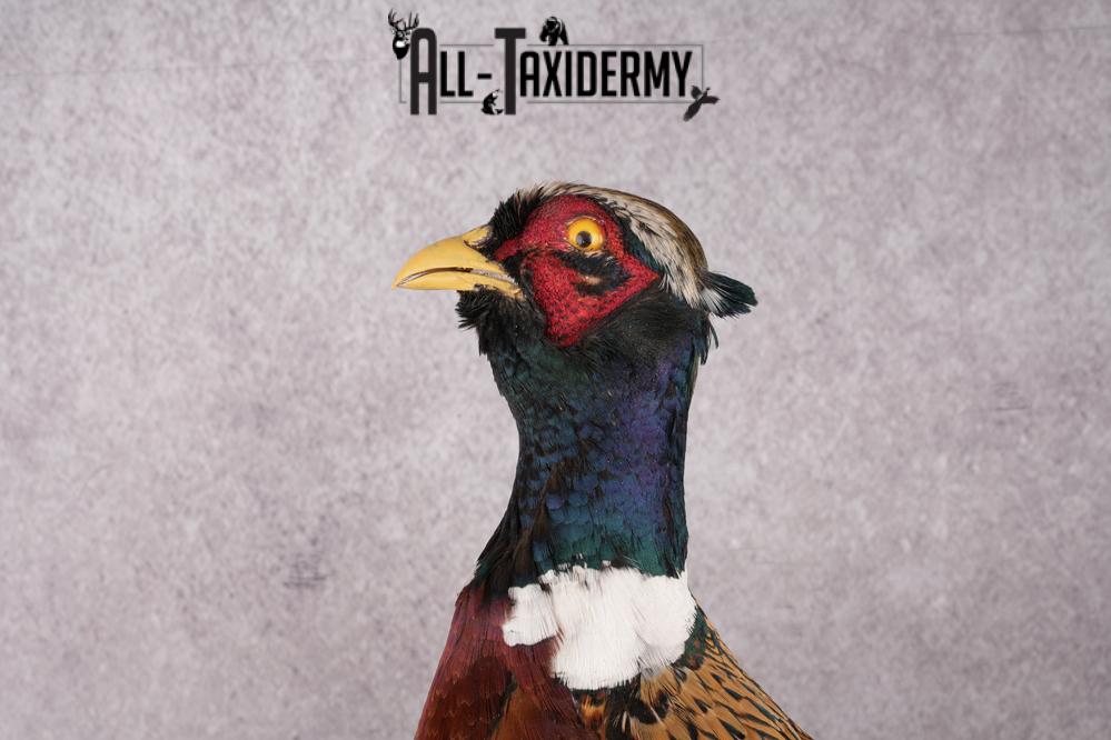 Ring Necked Pheasant Taxidermy Mount SKU 2666 - Image 2