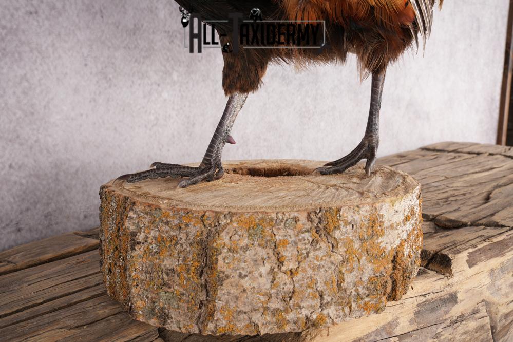 Ring Necked Pheasant Taxidermy Mount SKU 2666 - Image 4