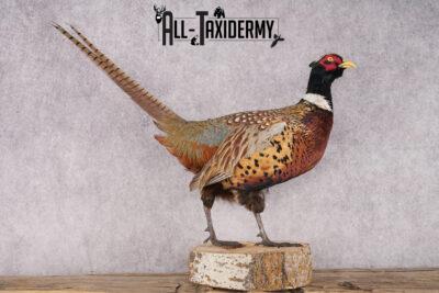 Ring Necked Pheasant Taxidermy Mount SKU 2667