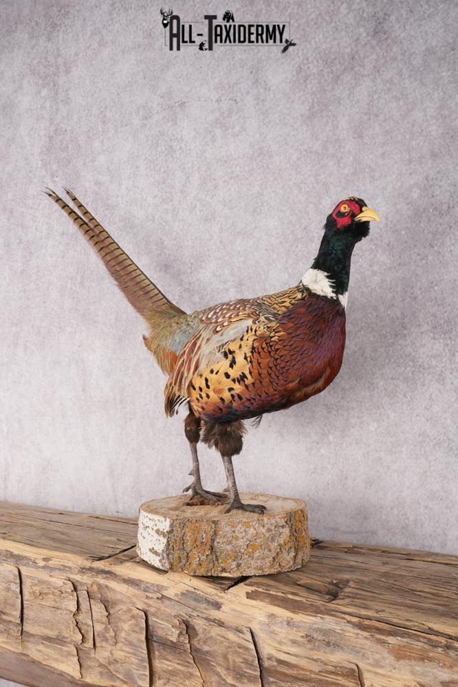 Ring Necked Pheasant Taxidermy Mount SKU 2667 - Image 7
