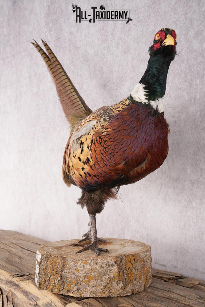 Ring Necked Pheasant Taxidermy Mount SKU 2667 - Image 6