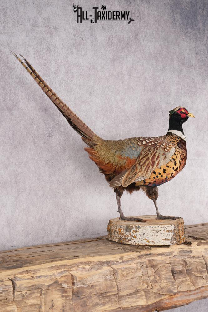 Ring Necked Pheasant Taxidermy Mount SKU 2667 - Image 5