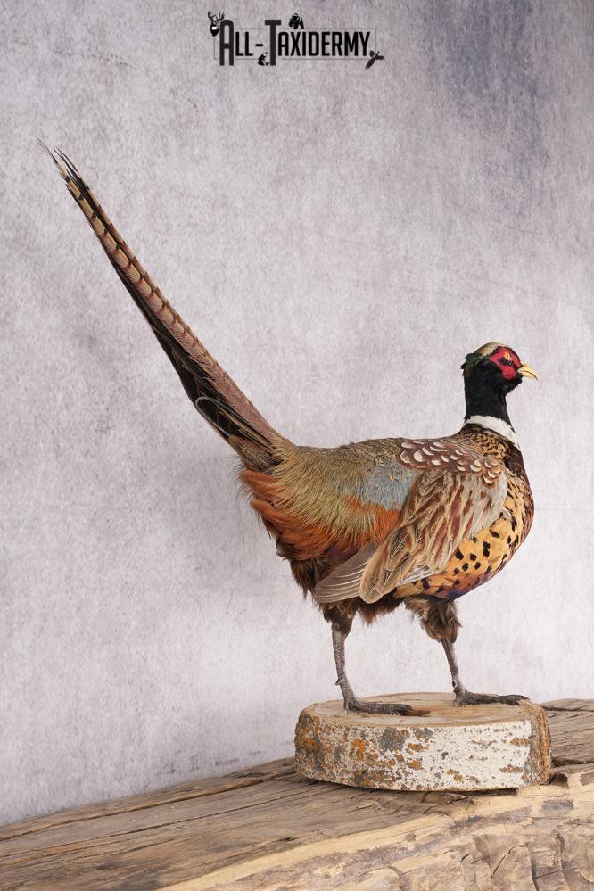 Ring Necked Pheasant Taxidermy Mount SKU 2667 - Image 4