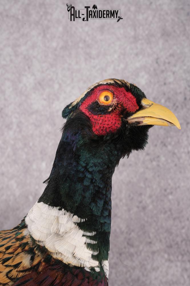 Ring Necked Pheasant Taxidermy Mount SKU 2667 - Image 3