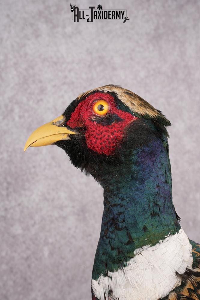 Ring Necked Pheasant Taxidermy Mount SKU 2667 - Image 2