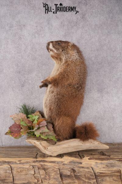 Groundhog Taxidermy Mount SKU 2669