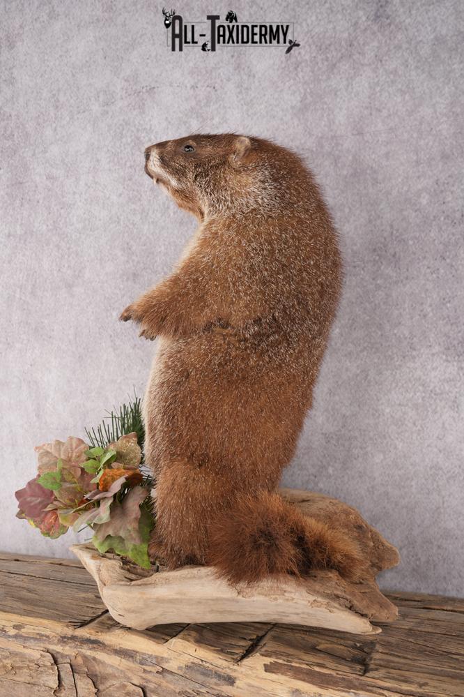 Groundhog Taxidermy Mount SKU 2669 - Image 9