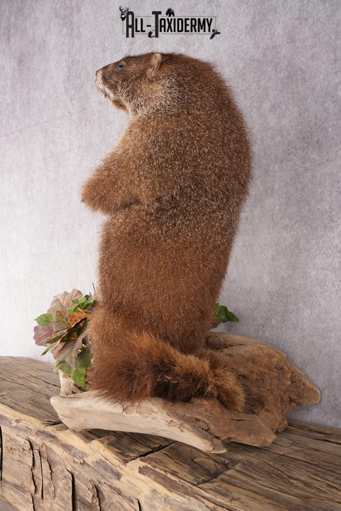 Groundhog Taxidermy Mount SKU 2669 - Image 8