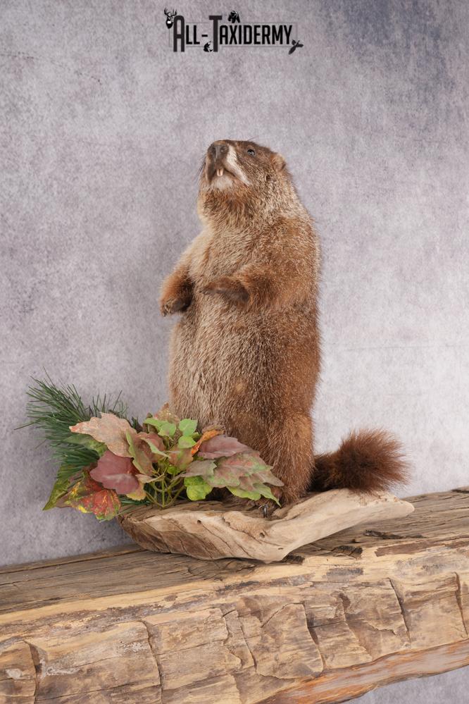 Groundhog Taxidermy Mount SKU 2669 - Image 7