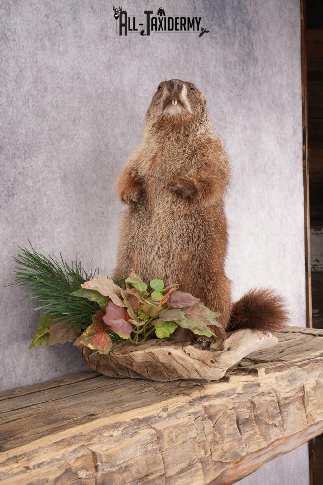 Groundhog Taxidermy Mount SKU 2669 - Image 6