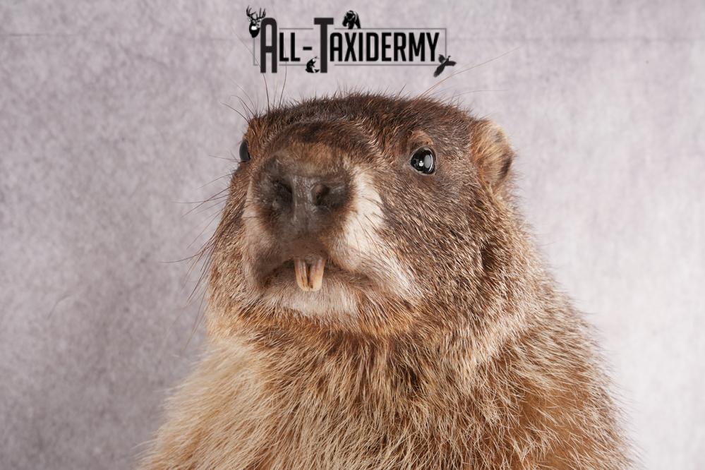 Groundhog Taxidermy Mount SKU 2669 - Image 5