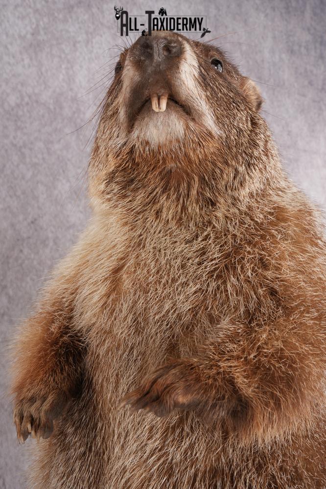 Groundhog Taxidermy Mount SKU 2669 - Image 4