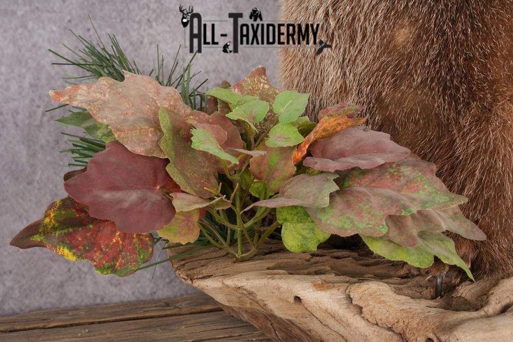 Groundhog Taxidermy Mount SKU 2669 - Image 3