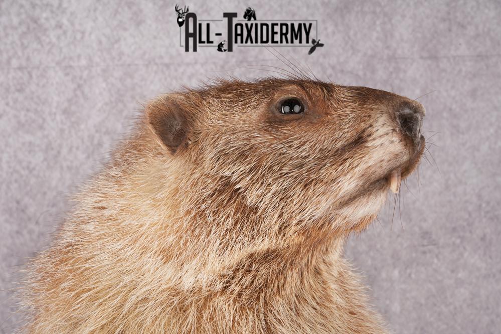 Groundhog Taxidermy Mount SKU 2669 - Image 2