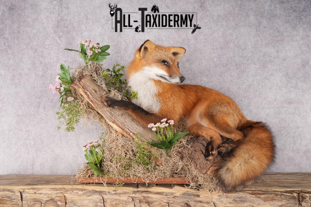 Full Body Red Fox Taxidermy mount SKU 2668