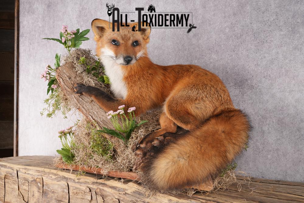 Full Body Red Fox Taxidermy mount SKU 2668 - Image 2
