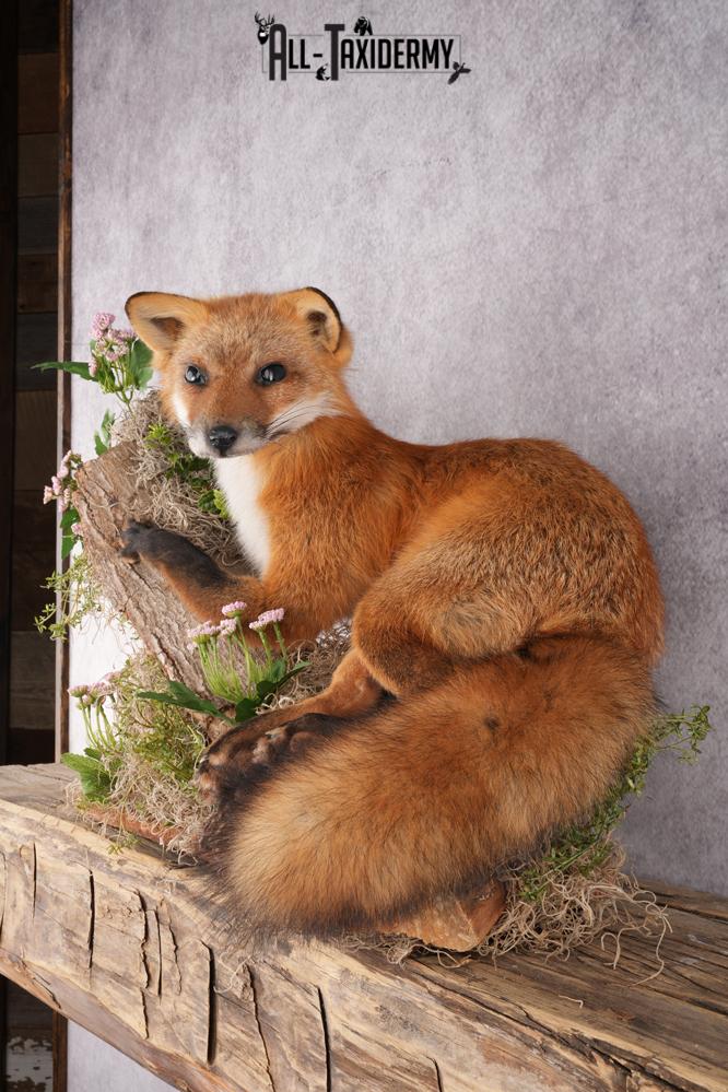 Full Body Red Fox Taxidermy mount SKU 2668 - Image 5