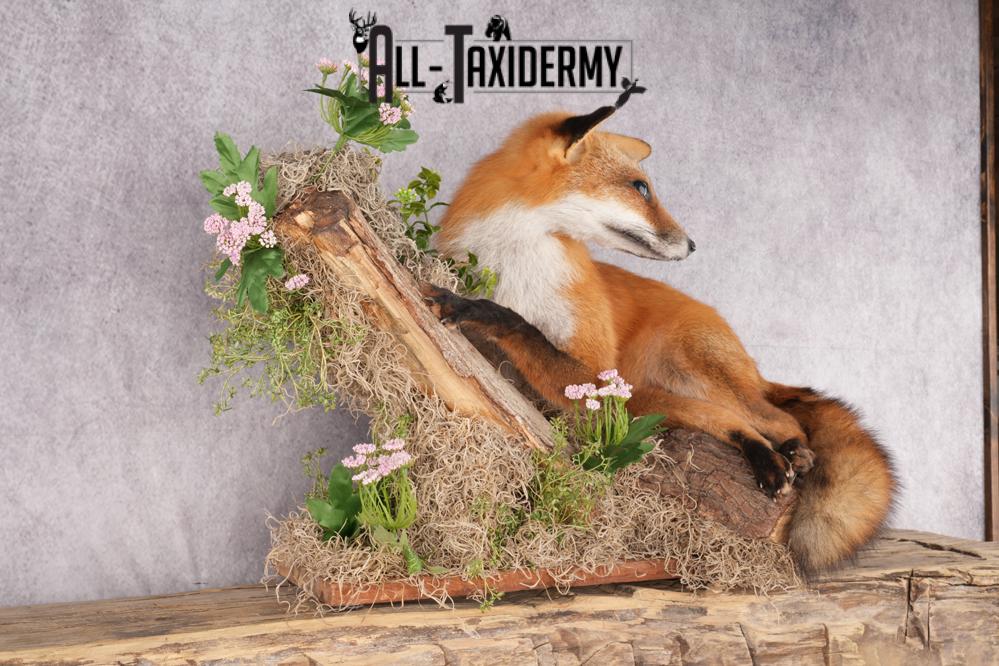 Full Body Red Fox Taxidermy mount SKU 2668 - Image 4