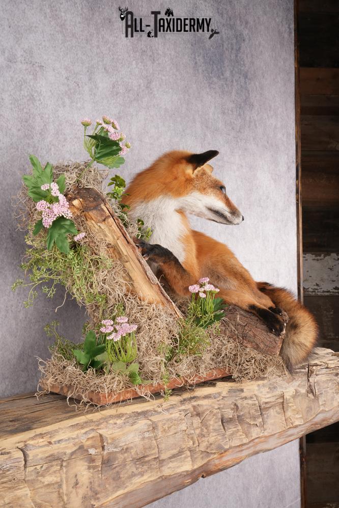 Full Body Red Fox Taxidermy mount SKU 2668 - Image 3