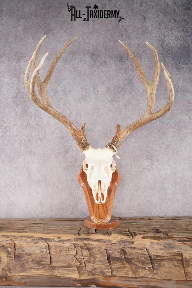 Mule Deer Skull on Plaque SKU 2639