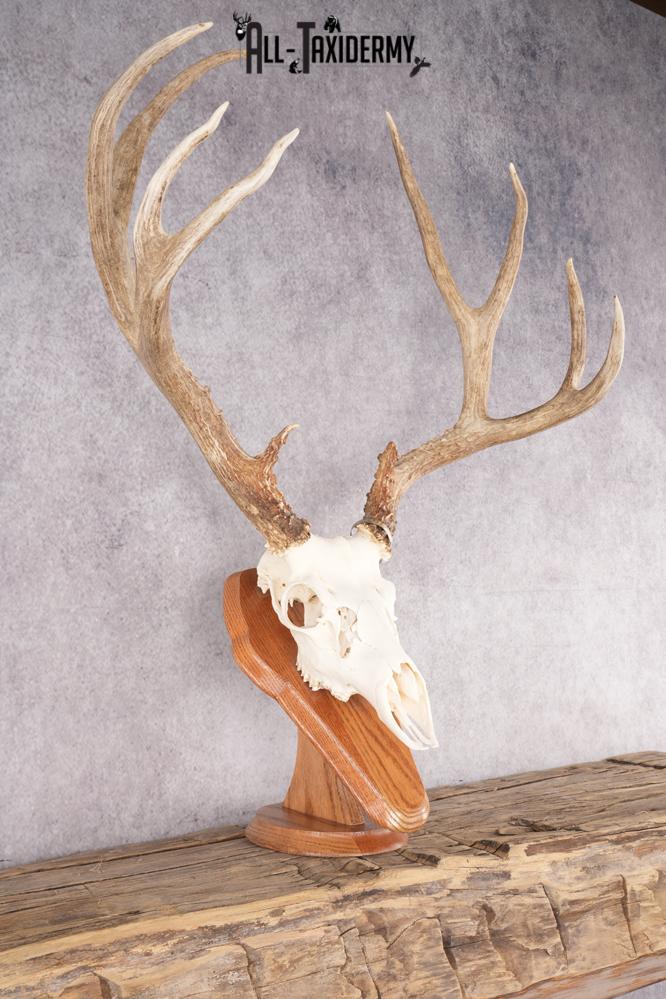 Mule Deer Skull on Plaque SKU 2639 - Image 6