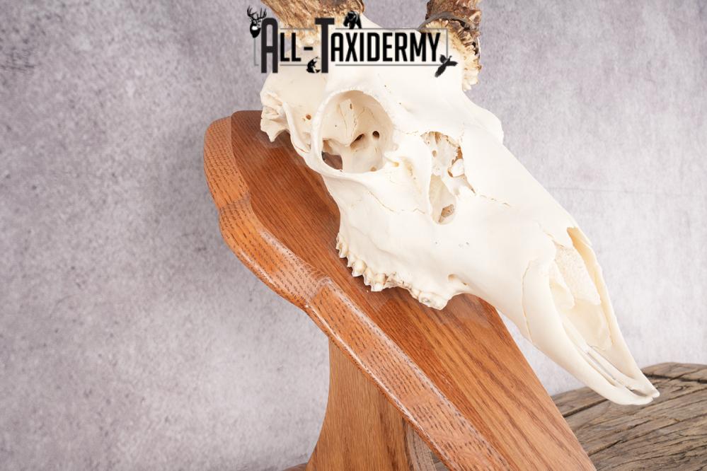 Mule Deer Skull on Plaque SKU 2639 - Image 4