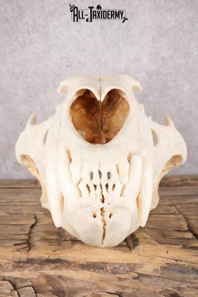 African Lion Skull and Jaw SKU 2597