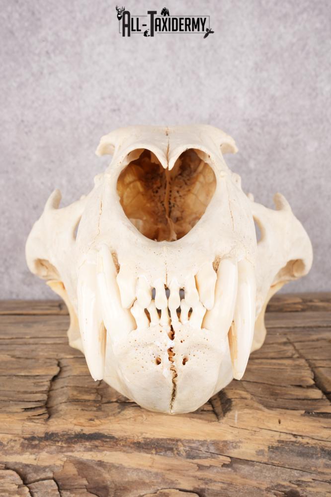 African Lion Skull and Jaw SKU 2597