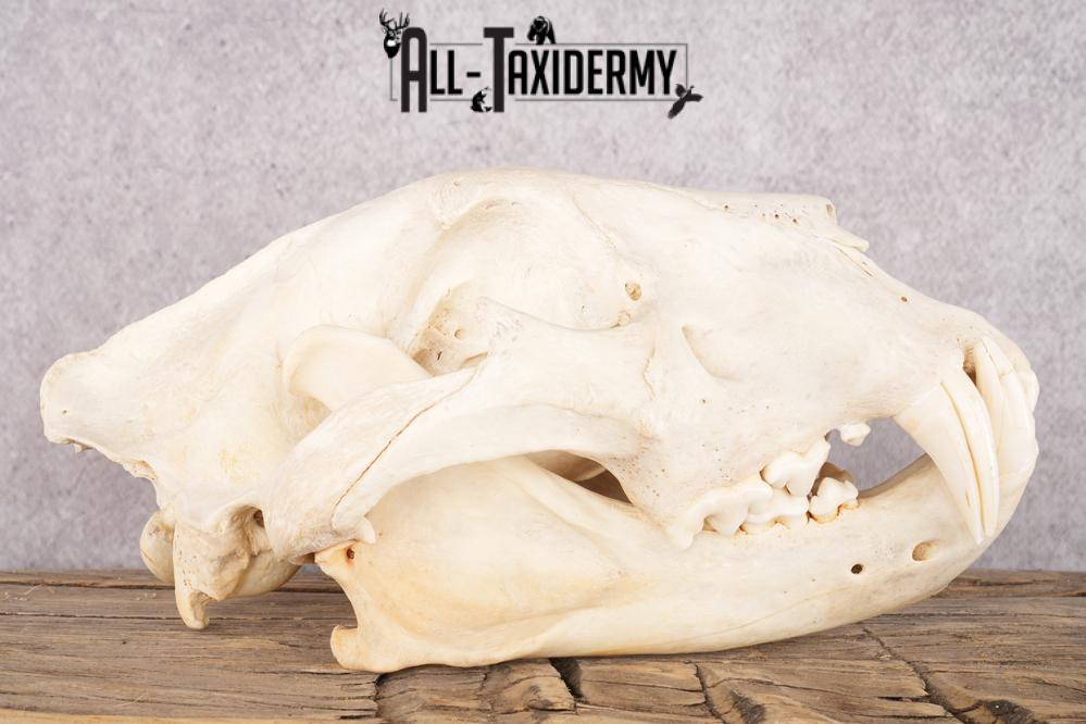 African Lion Skull and Jaw SKU 2597 - Image 3