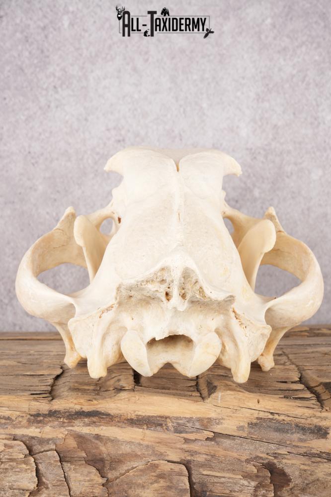 African Lion Skull and Jaw SKU 2597 - Image 2