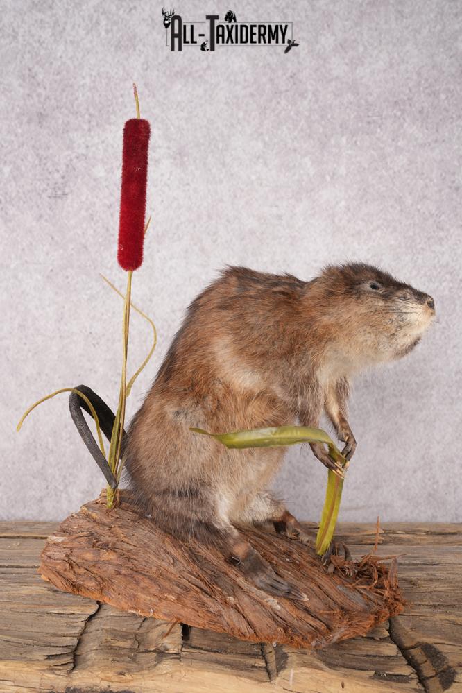 Muskrat Taxidermy Mount SKU 2634