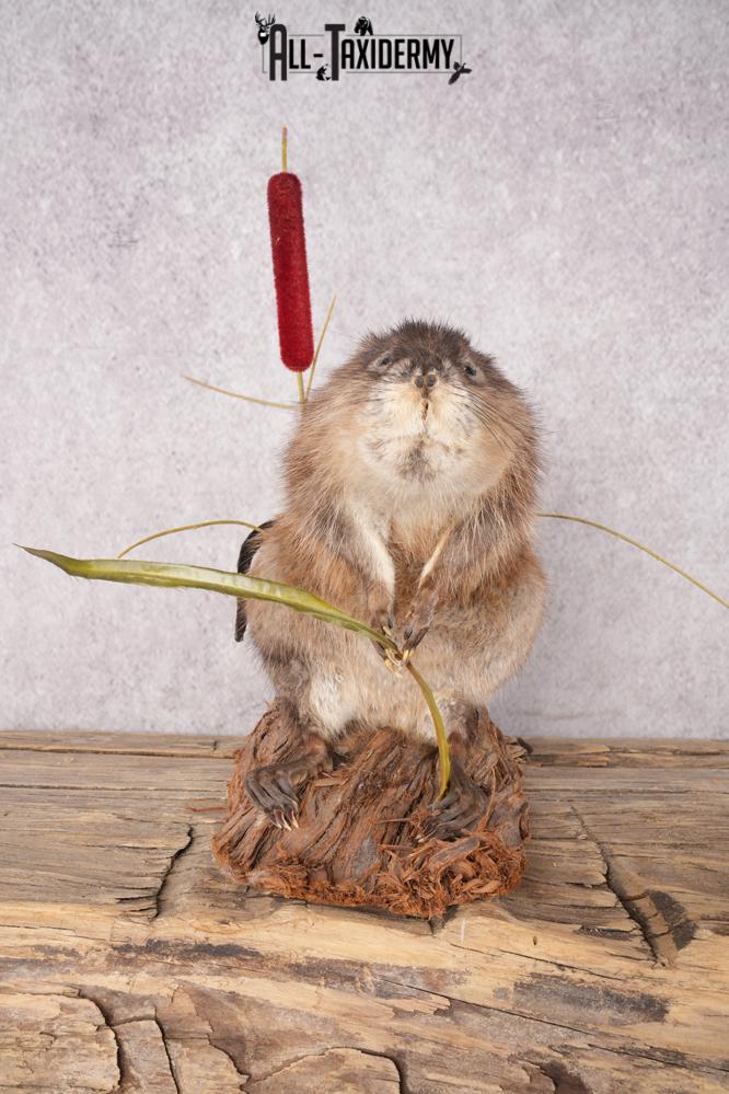 Muskrat Taxidermy Mount SKU 2634 - Image 4
