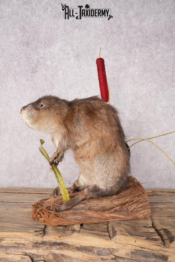 Muskrat Taxidermy Mount SKU 2634 - Image 3
