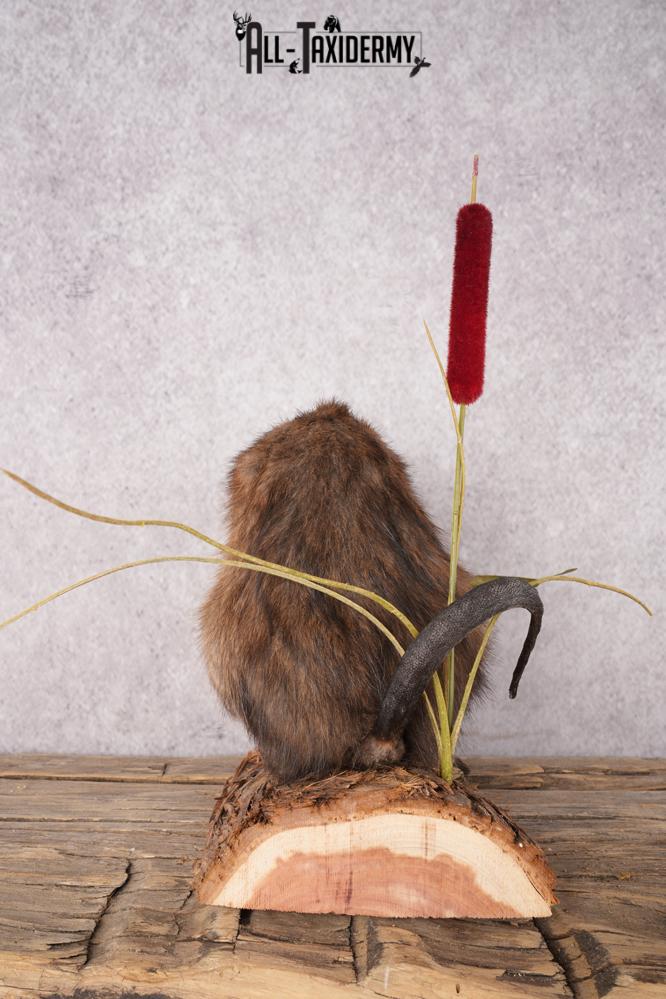 Muskrat Taxidermy Mount SKU 2634 - Image 2