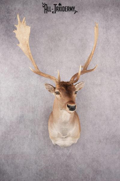 Fallow Deer Taxidermy Shoulder Mount SKU 2683