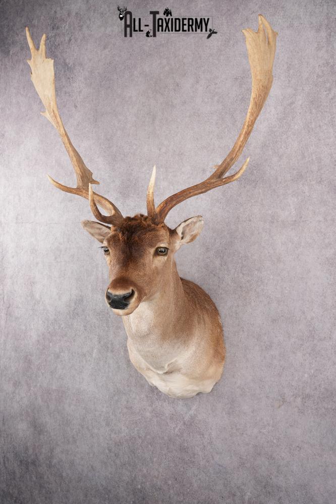 Fallow Deer Taxidermy Shoulder Mount SKU 2683 - Image 12