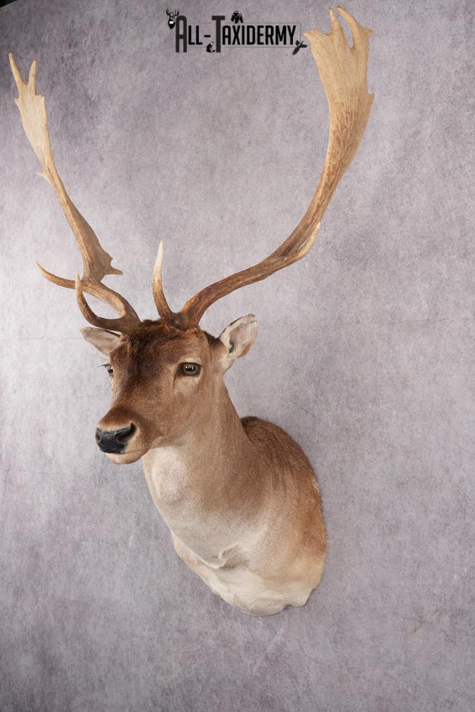 Fallow Deer Taxidermy Shoulder Mount SKU 2683 - Image 11