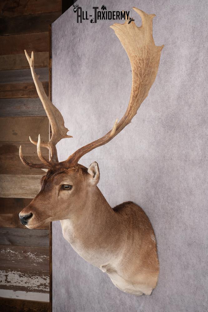 Fallow Deer Taxidermy Shoulder Mount SKU 2683 - Image 10