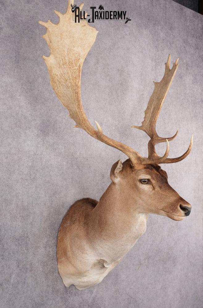 Fallow Deer Taxidermy Shoulder Mount SKU 2683 - Image 9
