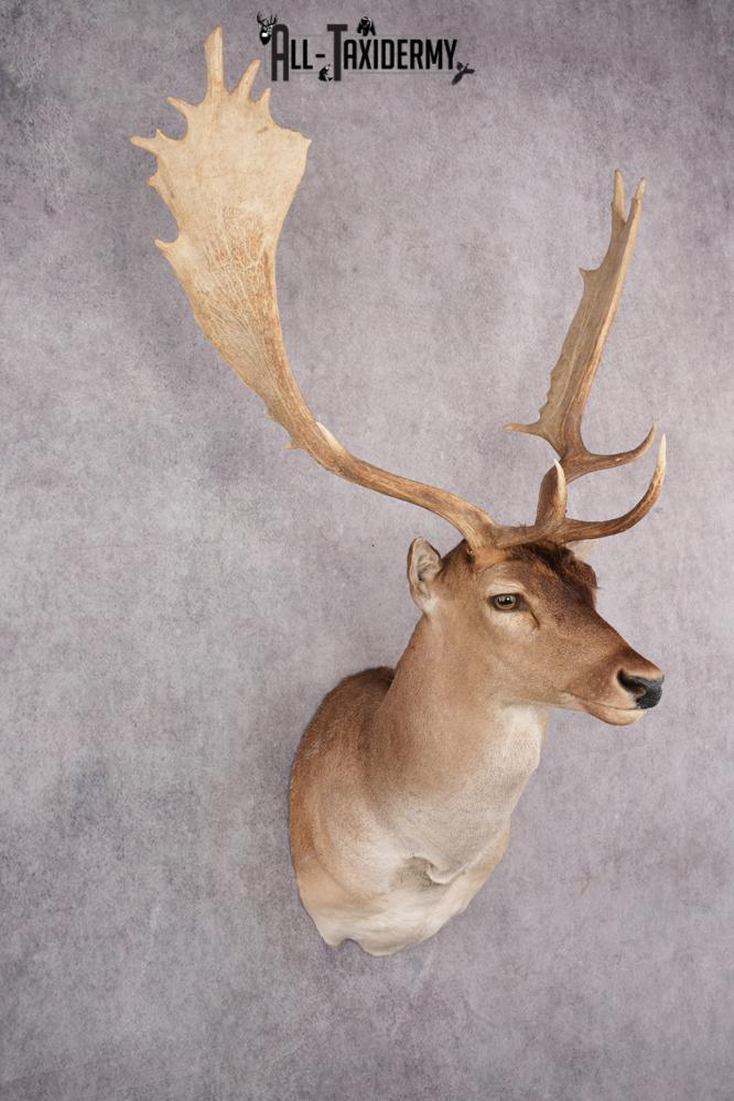 Fallow Deer Taxidermy Shoulder Mount SKU 2683 - Image 8