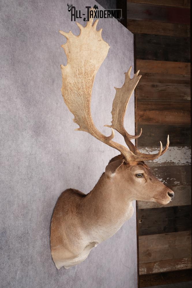Fallow Deer Taxidermy Shoulder Mount SKU 2683 - Image 7