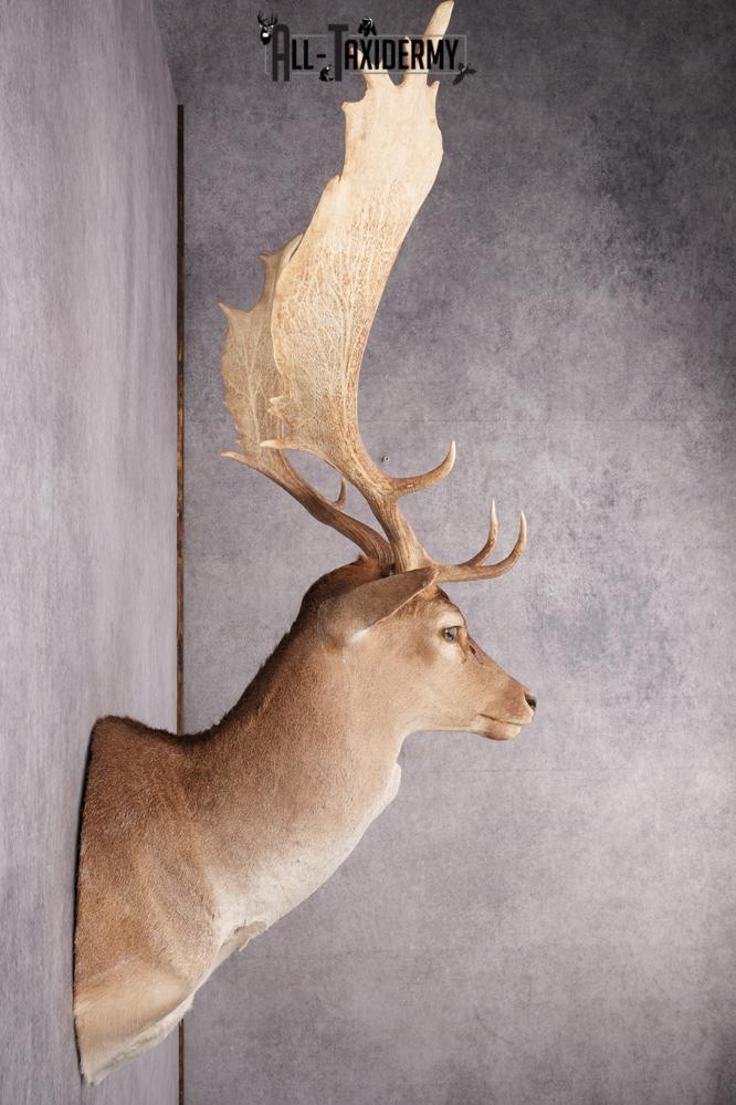 Fallow Deer Taxidermy Shoulder Mount SKU 2683 - Image 6